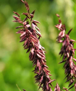 20 Red Spire Melic Grass Seeds – Purple Melica Transsilvanica Flower Seeds - Image 2
