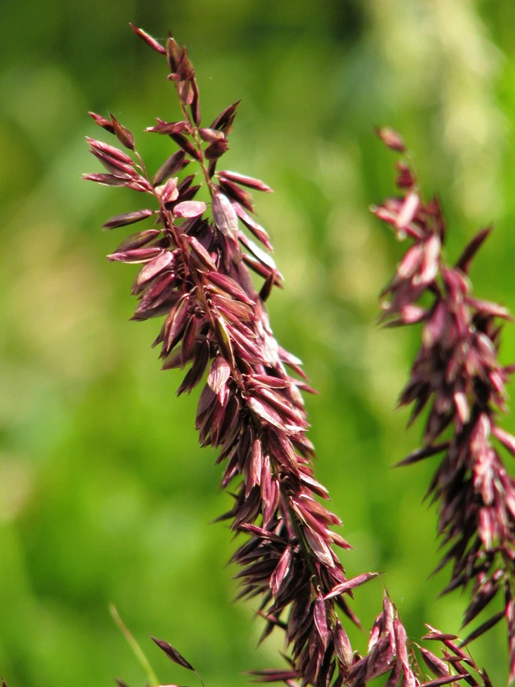 20 Red Spire Melic Grass Seeds – Purple Melica Transsilvanica Flower Seeds - Image 2