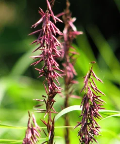 20 Red Spire Melic Grass Seeds – Purple Melica Transsilvanica Flower Seeds - Image 3