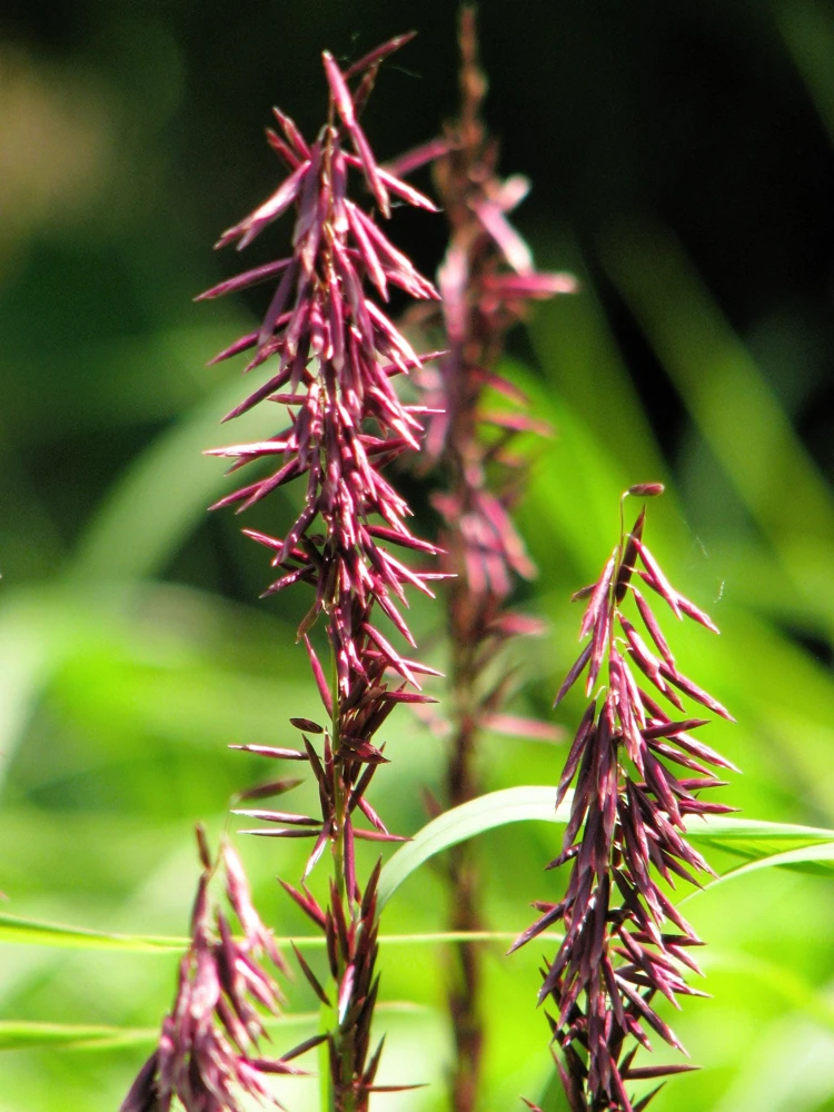 20 Red Spire Melic Grass Seeds – Purple Melica Transsilvanica Flower Seeds - Image 3