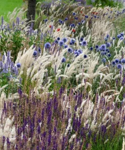 20 Red Spire Melic Grass Seeds – Purple Melica Transsilvanica Flower Seeds - Image 4