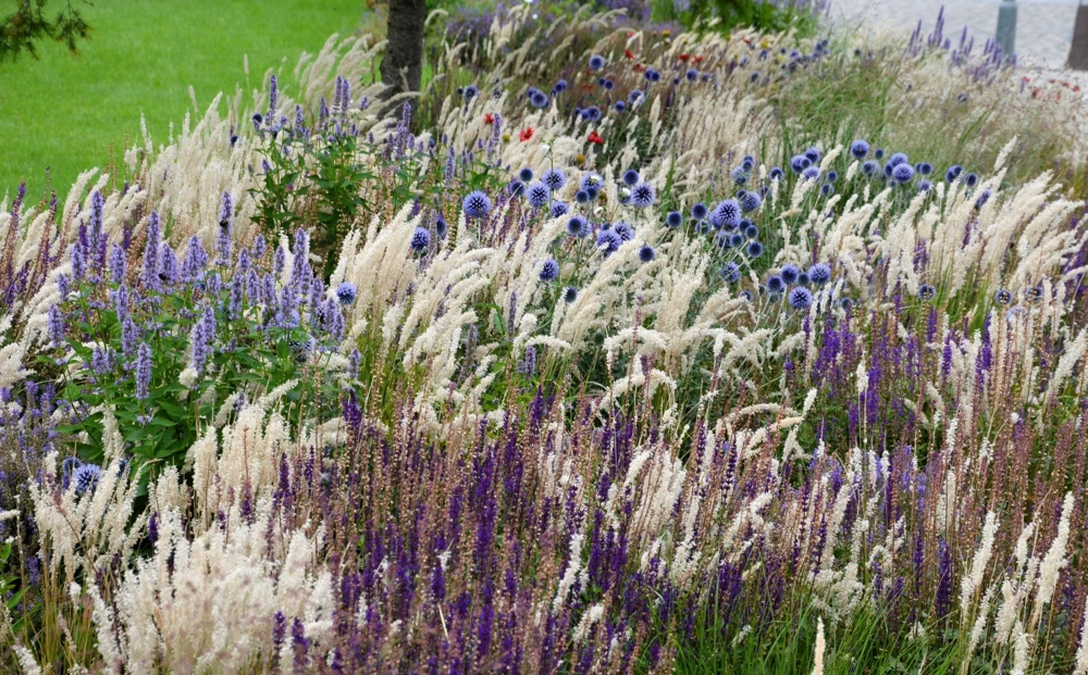 20 Red Spire Melic Grass Seeds – Purple Melica Transsilvanica Flower Seeds - Image 4