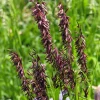 20 Red Spire Melic Grass Seeds – Purple Melica Transsilvanica Flower Seeds - Image 1