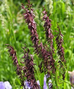 20 Red Spire Melic Grass Seeds – Purple Melica Transsilvanica Flower Seeds - Image 1