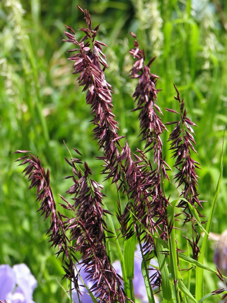 20 Red Spire Melic Grass Seeds – Purple Melica Transsilvanica Flower Seeds - Image 1