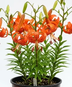 20 Tiger Lily Bulbs - Turk's Cap Lilium Bare Roots - Vibrant Orange Flowers - Image 3