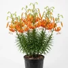 20 Tiger Lily Bulbs - Turk's Cap Lilium Bare Roots - Vibrant Orange Flowers - Image 1