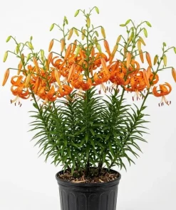 20 Tiger Lily Bulbs - Turk's Cap Lilium Bare Roots - Vibrant Orange Flowers - Image 1