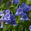 20 Virginia Bluebell Bare Roots - Mertensia virginica - Wildflower Plants - Image 1