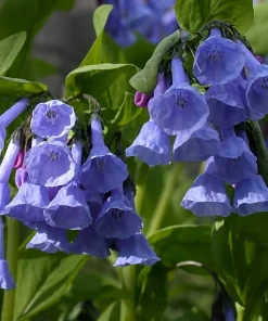 20 Virginia Bluebell Bare Roots - Mertensia virginica - Wildflower Plants - Image 1