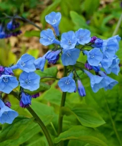 20 Virginia Bluebell Bare Roots - Mertensia virginica - Wildflower Plants - Image 5