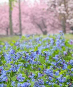 20 Virginia Bluebell Bare Roots - Mertensia virginica - Wildflower Plants - Image 6