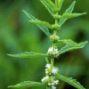 20 Water Horehound Seeds - Lycopus Americanus American Bugleweed Herb - Image 1