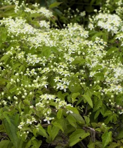20 White Clematis Virginiana Seeds - Virgin's Bower Flower Vine, Hardy Perennial - Image 10