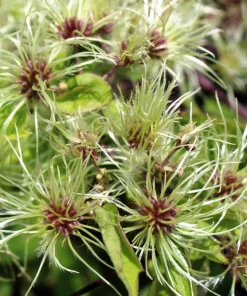 20 White Clematis Virginiana Seeds - Virgin's Bower Flower Vine, Hardy Perennial - Image 11