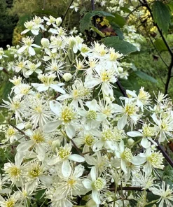20 White Clematis Virginiana Seeds - Virgin's Bower Flower Vine, Hardy Perennial - Image 2