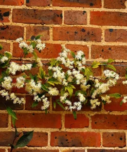 20 White Clematis Virginiana Seeds - Virgin's Bower Flower Vine, Hardy Perennial - Image 3