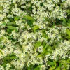 20 White Clematis Virginiana Seeds - Virgin's Bower Flower Vine, Hardy Perennial - Image 1