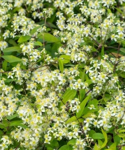20 White Clematis Virginiana Seeds - Virgin's Bower Flower Vine, Hardy Perennial - Image 1