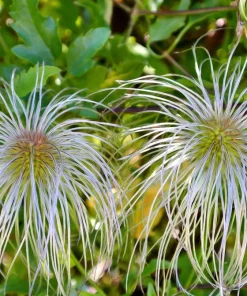 20 White Clematis Virginiana Seeds - Virgin's Bower Flower Vine, Hardy Perennial - Image 4