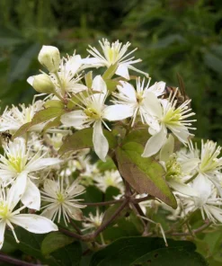 20 White Clematis Virginiana Seeds - Virgin's Bower Flower Vine, Hardy Perennial - Image 6
