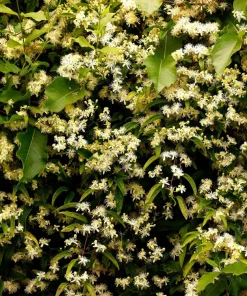 20 White Clematis Virginiana Seeds - Virgin's Bower Flower Vine, Hardy Perennial - Image 7