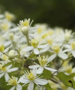 20 White Clematis Virginiana Seeds - Virgin's Bower Flower Vine, Hardy Perennial - Image 8