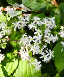 20 White Clematis Virginiana Seeds - Virgin's Bower Flower Vine, Hardy Perennial - Image 9
