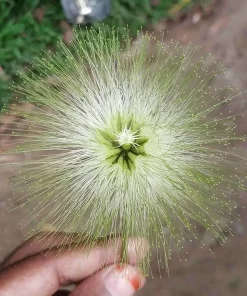 20 Woman's Tongue Tree Seeds - Albizia Lebbeck, White Nectar Flowers - Image 10