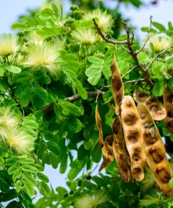 20 Woman's Tongue Tree Seeds - Albizia Lebbeck, White Nectar Flowers - Image 12