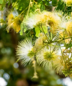 20 Woman's Tongue Tree Seeds - Albizia Lebbeck, White Nectar Flowers - Image 2