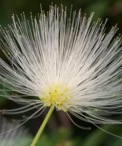 20 Woman's Tongue Tree Seeds - Albizia Lebbeck, White Nectar Flowers - Image 3