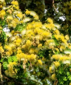 20 Woman's Tongue Tree Seeds - Albizia Lebbeck, White Nectar Flowers - Image 4