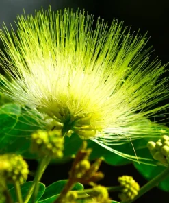 20 Woman's Tongue Tree Seeds - Albizia Lebbeck, White Nectar Flowers - Image 7