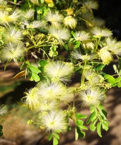20 Woman's Tongue Tree Seeds - Albizia Lebbeck, White Nectar Flowers - Image 8
