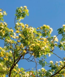 20 Woman's Tongue Tree Seeds - Albizia Lebbeck, White Nectar Flowers - Image 9