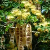 20 Woman's Tongue Tree Seeds - Albizia Lebbeck, White Nectar Flowers - Image 1
