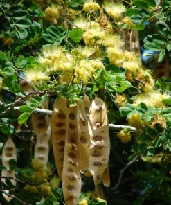 20 Woman's Tongue Tree Seeds - Albizia Lebbeck, White Nectar Flowers - Image 1