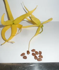 20 Ylang Ylang Tree Seeds – Cananga odorata Fresh Seeds for Planting, Fragrant Flowering Tropical Tree, Exotic Garden Plant - Image 2