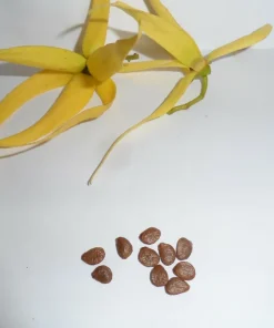 20 Ylang Ylang Tree Seeds – Cananga odorata Fresh Seeds for Planting, Fragrant Flowering Tropical Tree, Exotic Garden Plant - Image 4