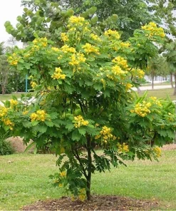 20 Ylang Ylang Tree Seeds – Cananga odorata Fresh Seeds for Planting, Fragrant Flowering Tropical Tree, Exotic Garden Plant - Image 6