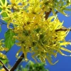 20 Ylang Ylang Tree Seeds – Cananga odorata Fresh Seeds for Planting, Fragrant Flowering Tropical Tree, Exotic Garden Plant - Image 1