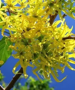 20 Ylang Ylang Tree Seeds – Cananga odorata Fresh Seeds for Planting, Fragrant Flowering Tropical Tree, Exotic Garden Plant - Image 1