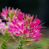 200 Cherry Queen Cleome Seeds - Carmine Rose Spider Flower - Reseeding Annual - Image 1
