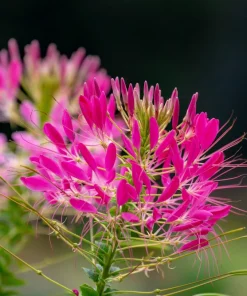 200 Cherry Queen Cleome Seeds - Carmine Rose Spider Flower - Reseeding Annual - Image 1