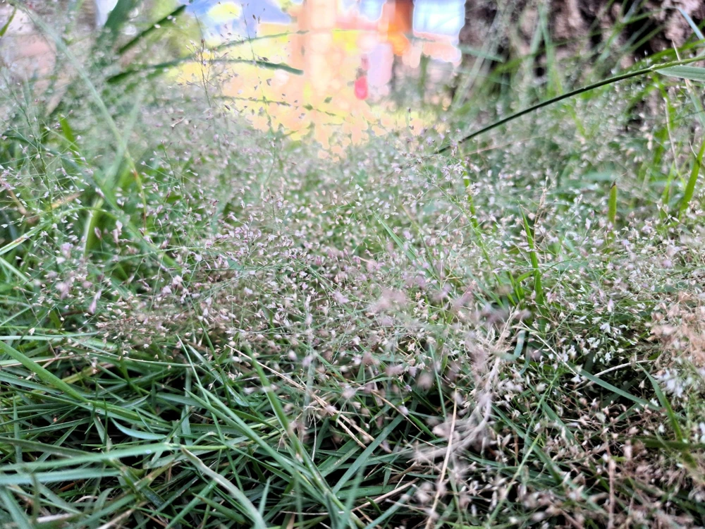 200 Cloud Grass Seeds – Agrostis Nebulosa White Flower Ornamental Grass - Image 2