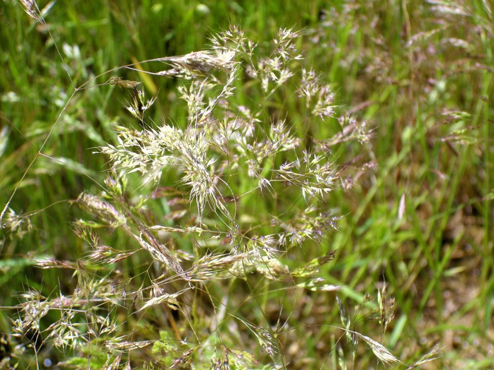 200 Cloud Grass Seeds – Agrostis Nebulosa White Flower Ornamental Grass - Image 3