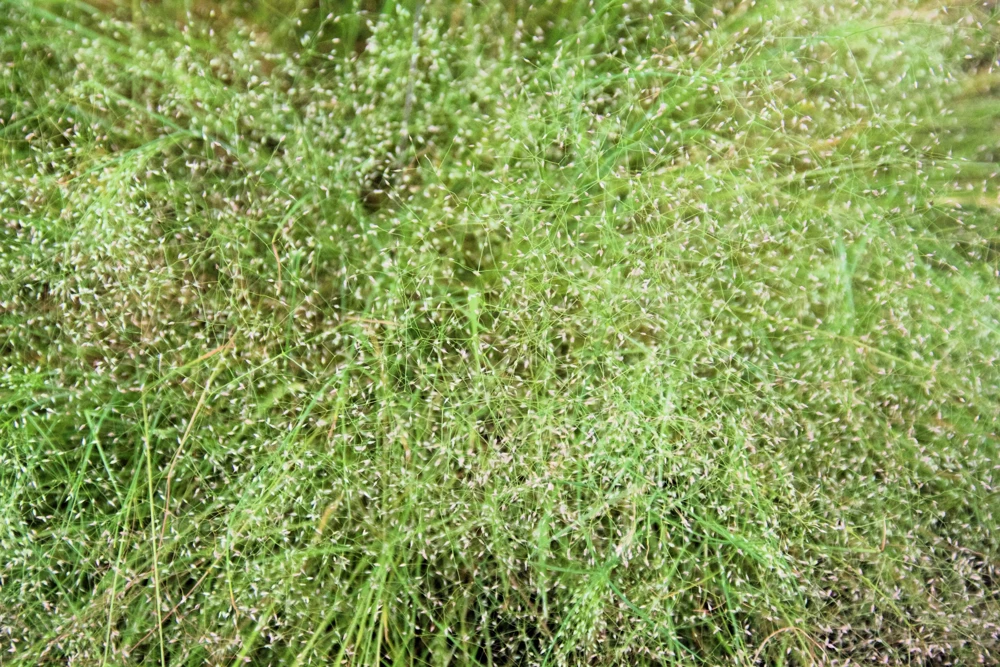 200 Cloud Grass Seeds – Agrostis Nebulosa White Flower Ornamental Grass - Image 4