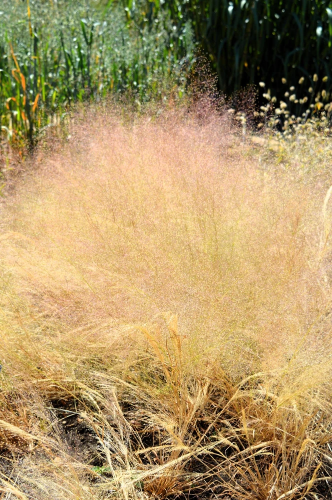 200 Cloud Grass Seeds – Agrostis Nebulosa White Flower Ornamental Grass - Image 1
