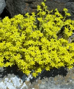 200 Golden Carpet Sedum Seeds – Gold Moss Stonecrop Flower Seeds - Image 10